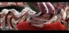 scrambled pic.jpg