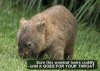 wombat-attack.jpg