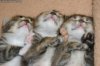 3_Sleeping_Kittens.jpg