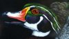 SYLA_DuckHead_Resized.jpg