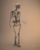 she skeleton.jpg