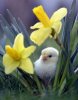 spring chick.jpg