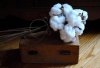 cotton boll-sm.jpg