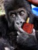 Nerak Gorilla.jpg