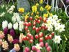 spring_flowers.jpg