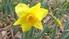 jonquil_.jpg