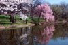 cherry_blossoms.jpg