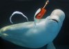 Beluga1Reo.jpg