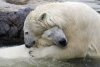 bearhugs2.jpg
