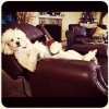 Poodle lounger.jpg