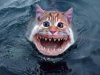 meow.jpg