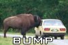 Buff-O-Bump.jpg