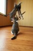 cat bump.jpg