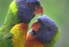 rainbow-lorikeet-5306660.jpg