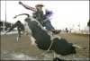 kevin33-albums-profile-picture321099-bull-2.jpg