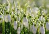 84374-stock-photo-nature-white-flower-green-snow-grass.jpg