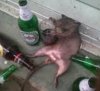 rat.jpg