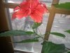 Hibiscus.jpg