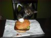 Frankie Cheezburger.jpg