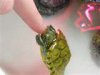 turtle.jpg