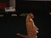 DSC00435.jpg
