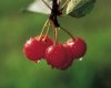 PickCherries.jpg