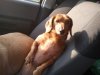 Kona chillin.jpg