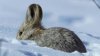 hiding rabbit.jpg