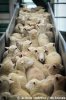 sheep.jpg