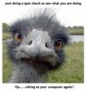 Funny-Animals-the-funpop-13471631-550-579.jpg