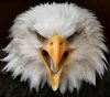BIRD-532_1534539a.jpg