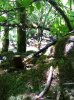 jerome_redwoods.jpg jerome_redwoods.jpg