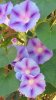 morning glories.jpg