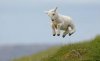 flying goat.jpg