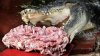 cassius-crocodile-birthday.jpg