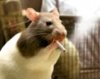 smoking rat.jpg