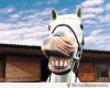 horse-smile-funny-picture.jpg