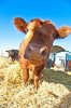 a cow on hay.jpg