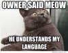cat.jpg