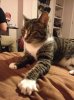 Meows.jpg