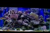 nice full tank shot.jpg