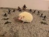 great-animals-10.jpg