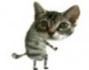 dancing-cat-smiley-emoticon.jpg