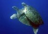 turtles_mating_endxx06_nea_021508_ed.jpg