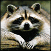11248j.gif