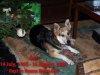 Sox's Last Christmas.jpg