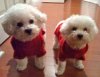 Teddy & Lulu_small.jpg