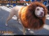 doggy lion.jpg
