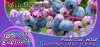 Flavor_Wild_Blueberry_Slide - Copy.jpg