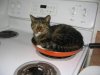 kittyfood.jpg